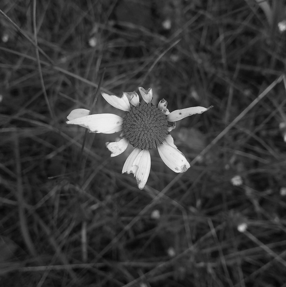 daisyinseptemberweb